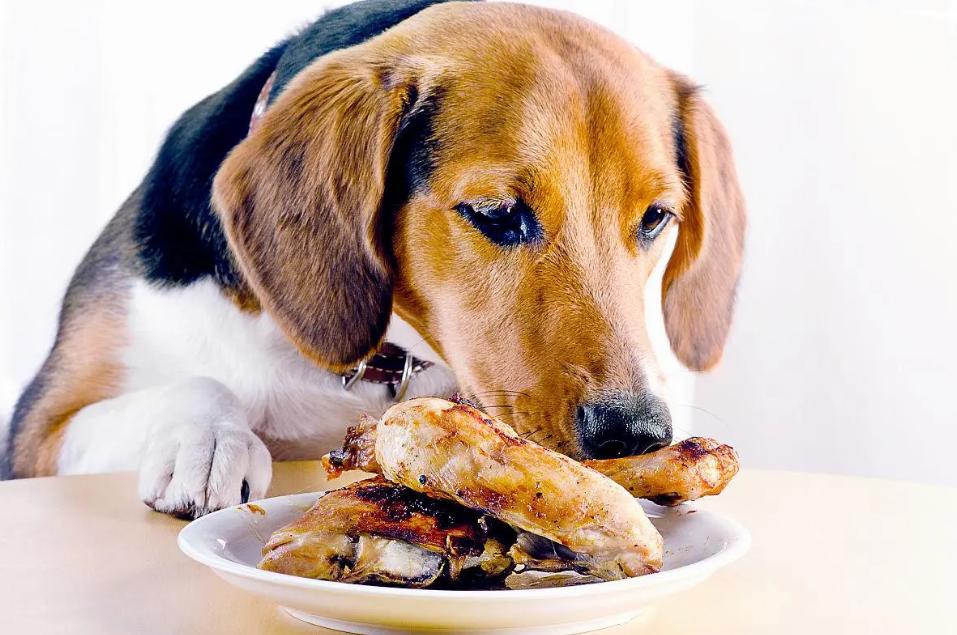 狗狗母亲,狗狗有什么表现把你当主人