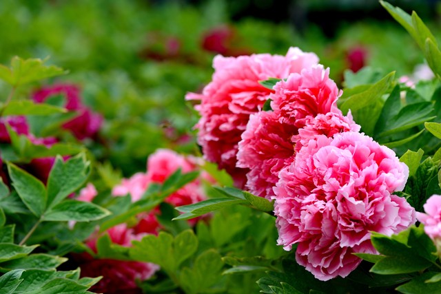 最美的国花牡丹,美丽壮观的国花牡丹