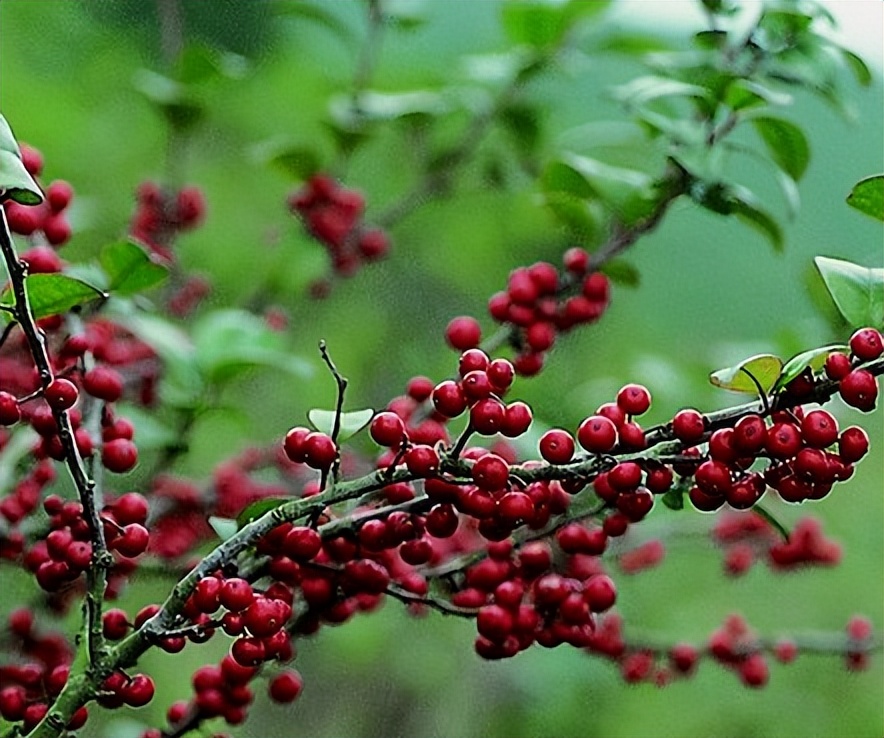 非洲本土植物与水果的独特性