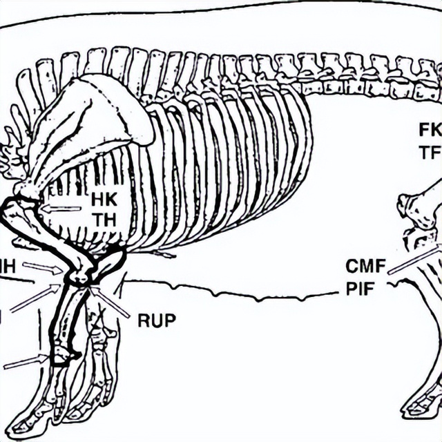 骨软骨病怎么回事,骨软骨病的原因及治疗