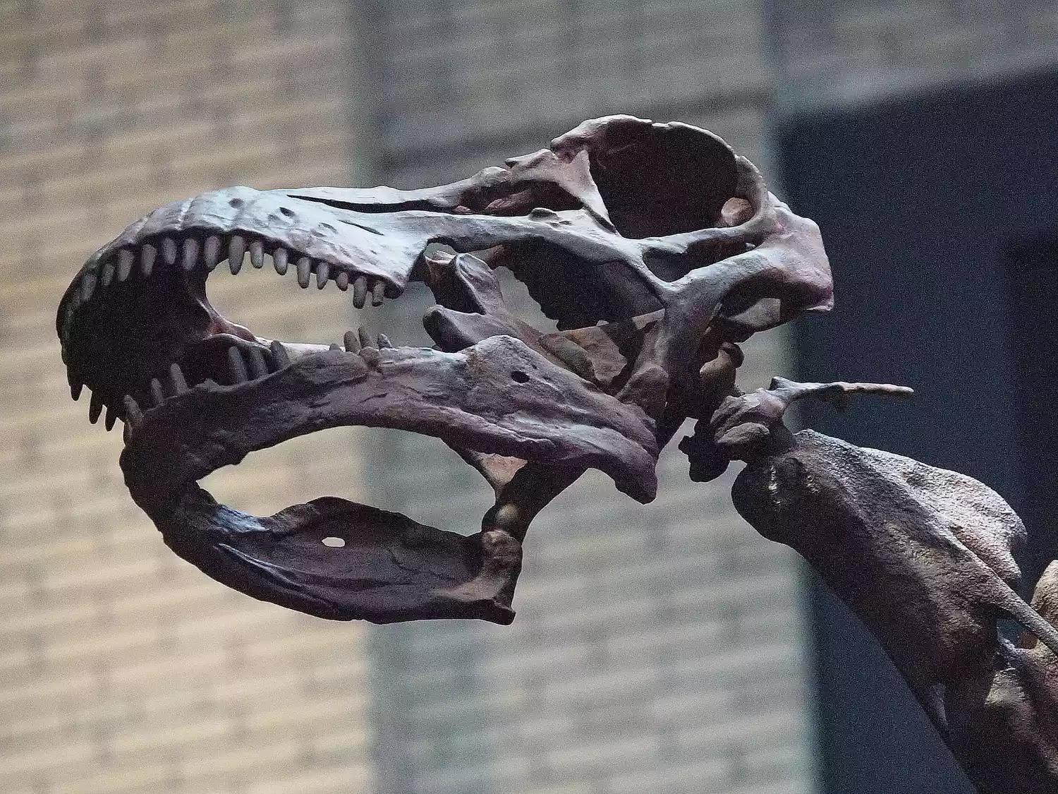 泰坦巨龙图片从哪来的,泰坦巨龙恐龙图片和简介