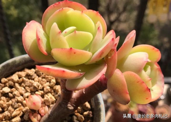 碧桃多肉怎么服盆,碧桃多肉耐不耐冻