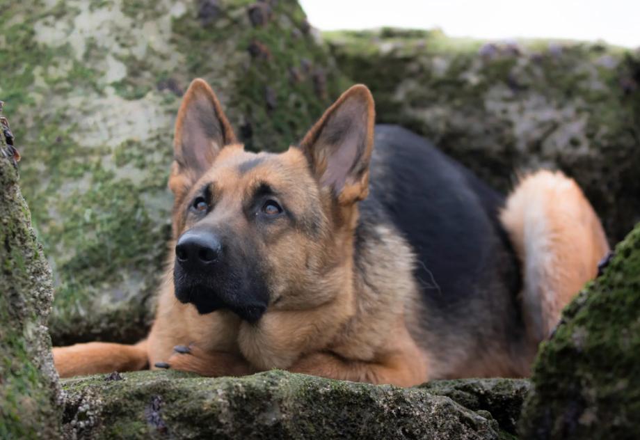 最有灵性的狗狗排名有你家狗狗吗,十大最适合家养的狗狗排行榜