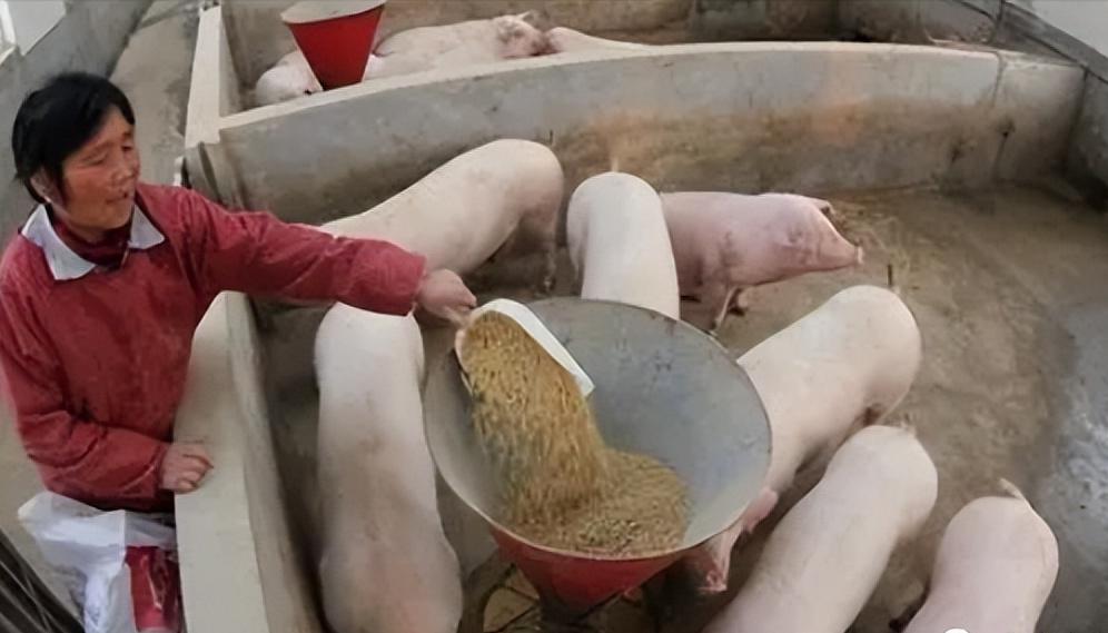 村民今年刚买100条小猪仔养猪，到底能赚多少钱？