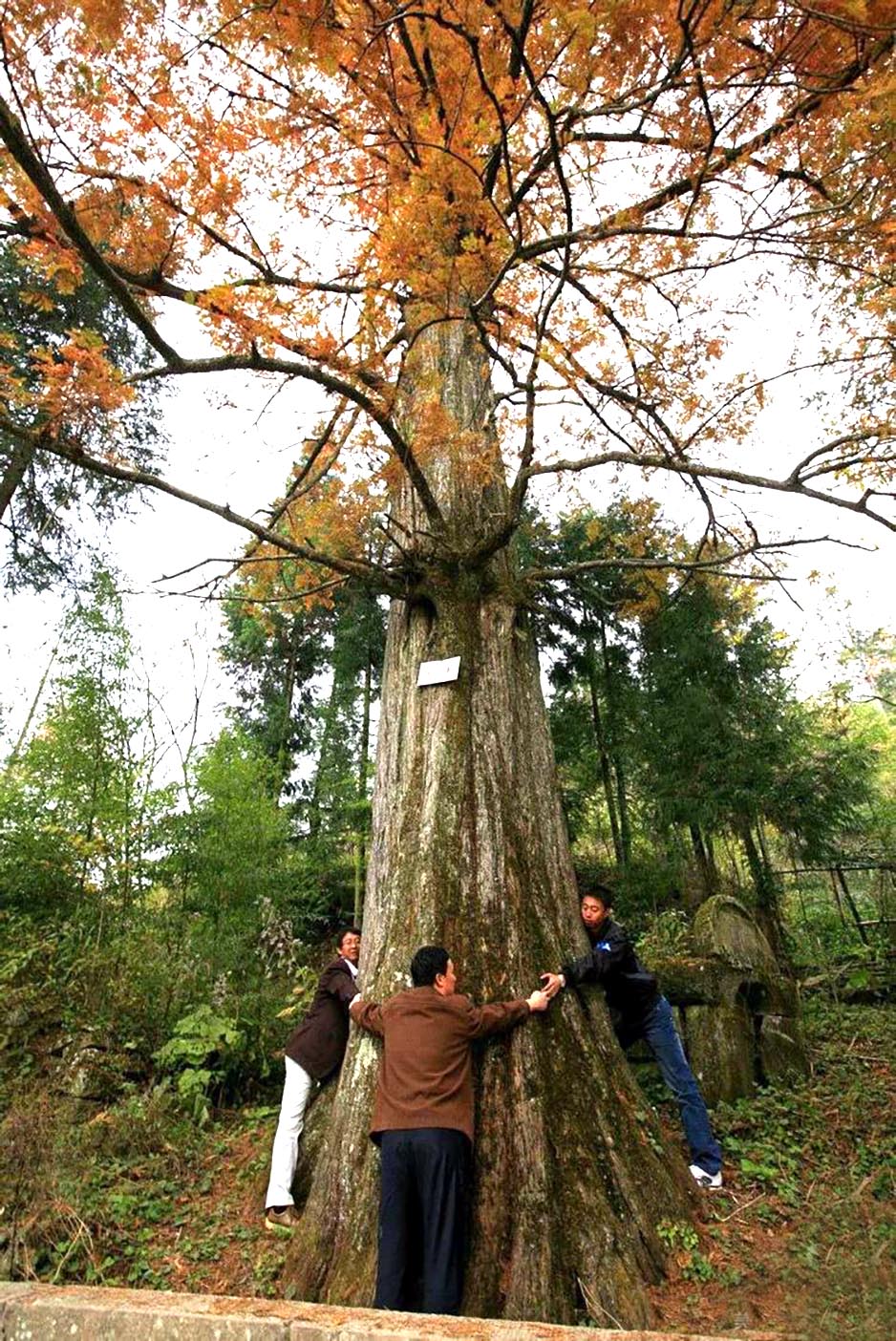 天上黄水,天上黄水美景
