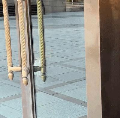 东北财经大学发讣告,东北财经大学为猫发讣告