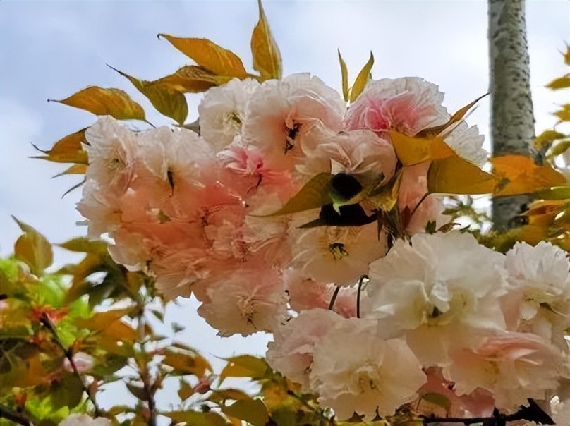 樱花季日本小众赏樱,樱花季全球赏樱胜地盘点