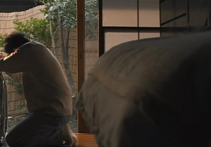 宫崎骏龙猫原型是什么动物,宫崎骏龙猫原型什么颜色