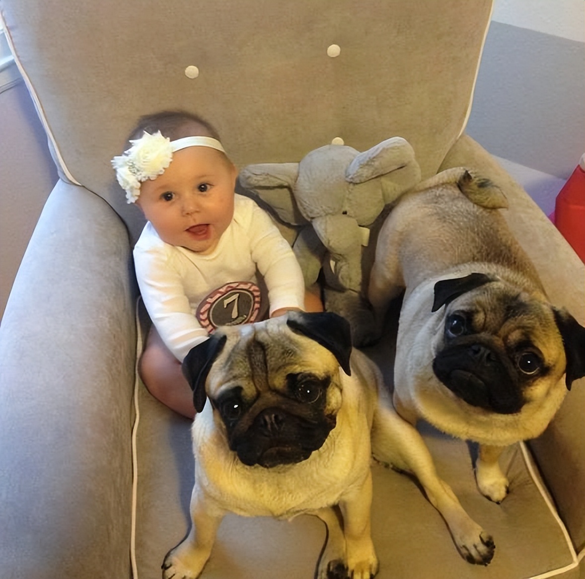 世界上最强的五种狗对人非常忠诚,一招看出来哪种狗性格最温顺