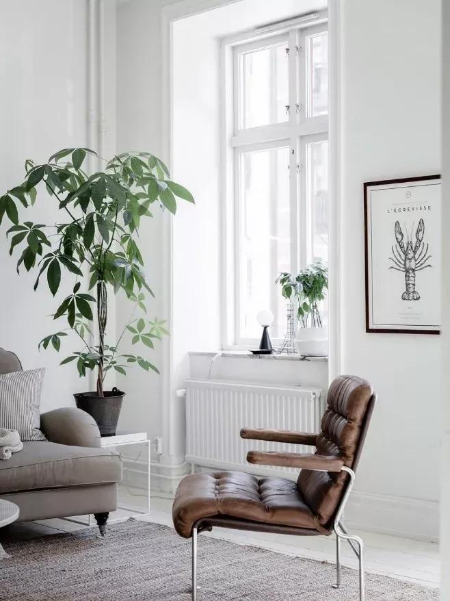 客厅实用盆栽植物有哪些,客厅一般放什么植物盆栽比较好