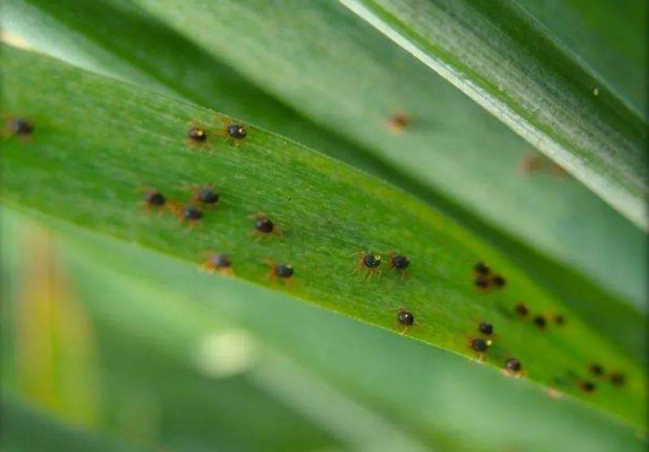 二斑叶螨的最佳治疗方法,二斑叶螨的防治及抗药性研究进展