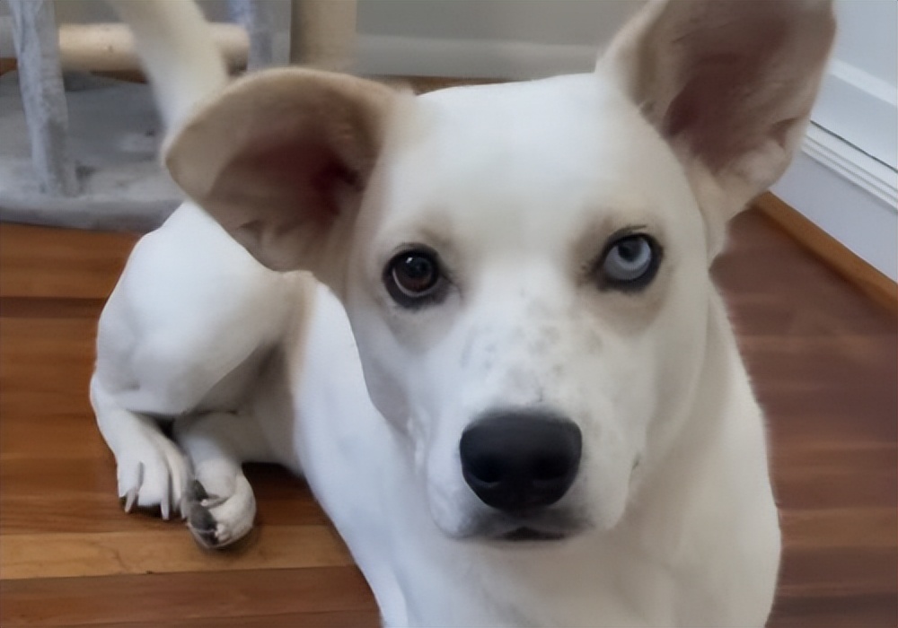 铲屎官养仓鼠捡到了一只狗,铲屎官捡回一只流浪猫