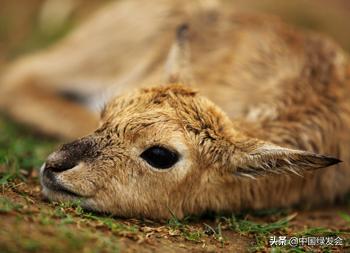 赵久莲：青海湖畔的中华对角羚