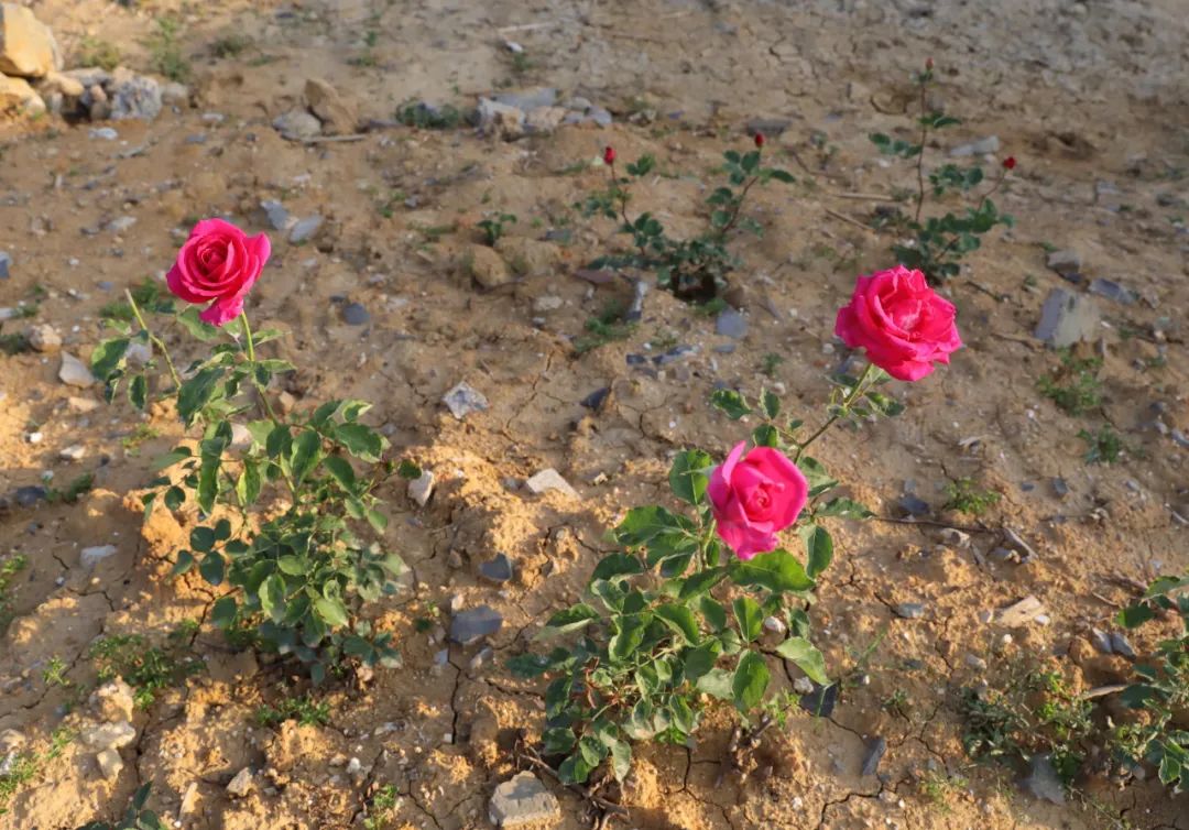 全国最大的玫瑰花种植基地,百万亩玫瑰花基地