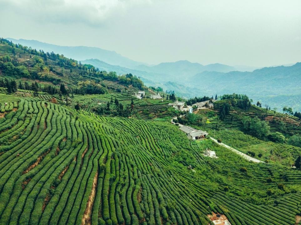 竹叶青峨眉高山绿茶中国销量领先,什么地方的绿茶竹叶青最好