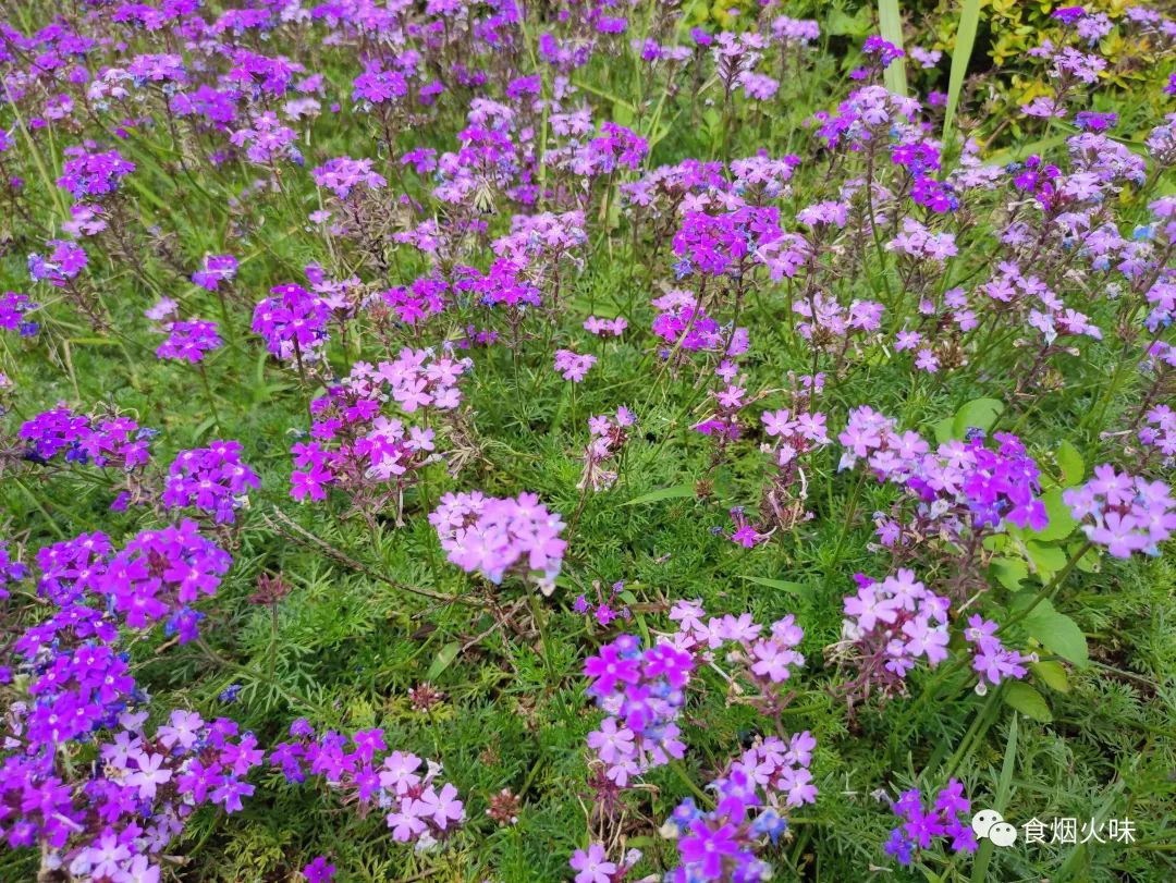 补肝明目的家常菜,什么菜明目护肝
