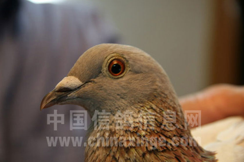 哈密超远程冠军信鸽图片,超远程赛鸽纪录