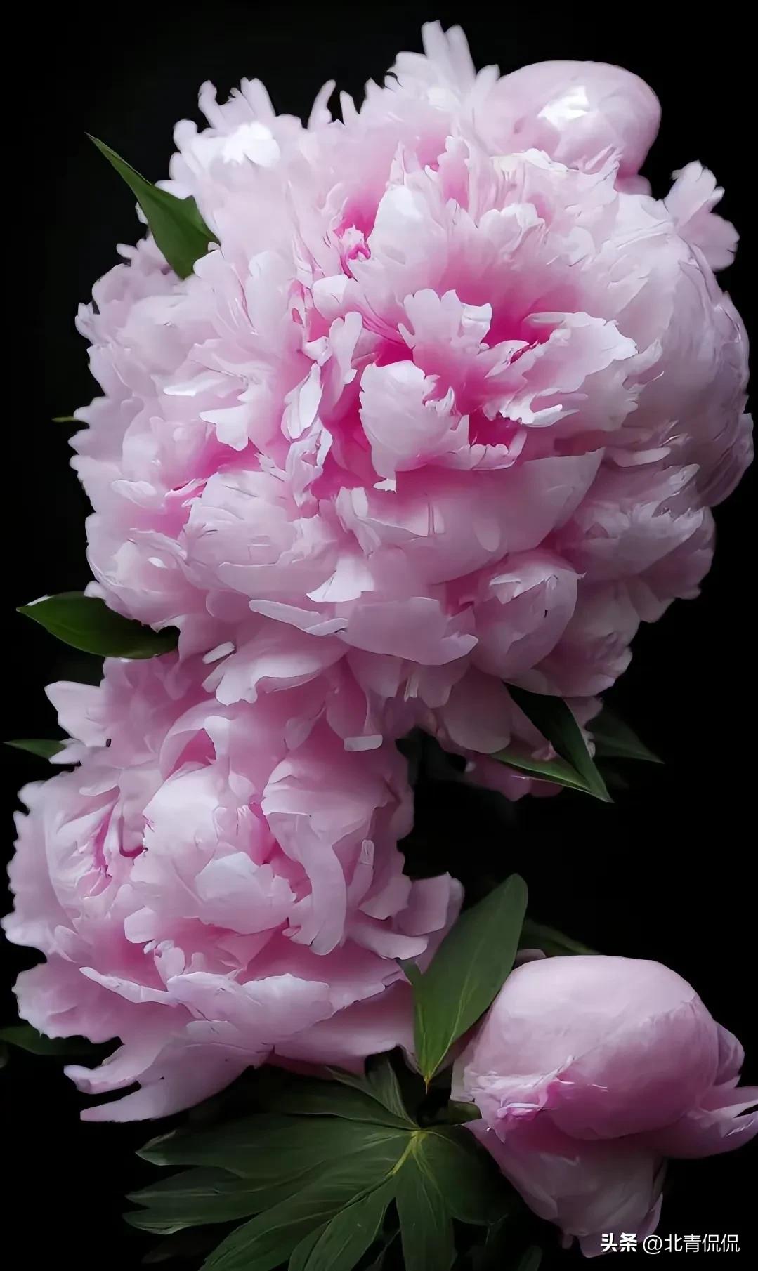 门前最旺风水花草可同时种几种,庭院五种树代表吉祥金玉满堂