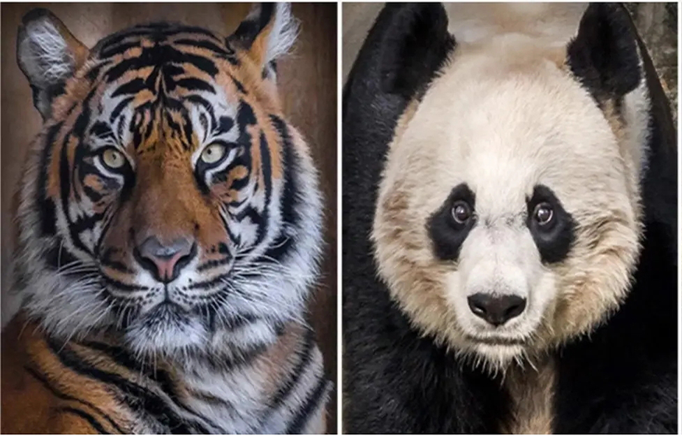 四川到处是老虎为什么不吃大熊猫,大熊猫被老虎吃掉的真实事件