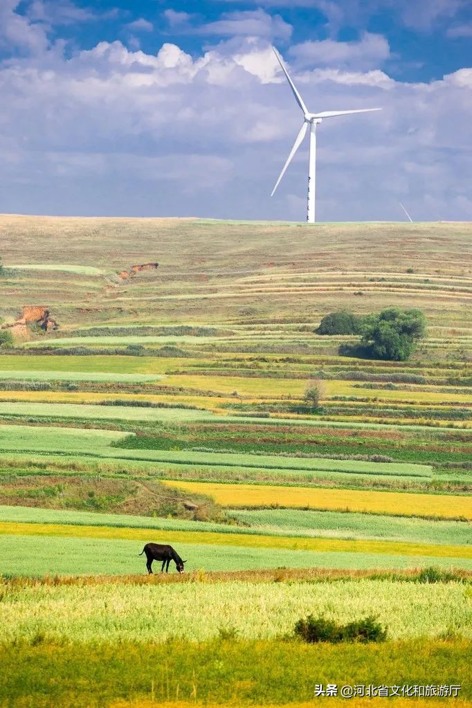 张家口如何从“旱码头”逆袭为“国际张”？