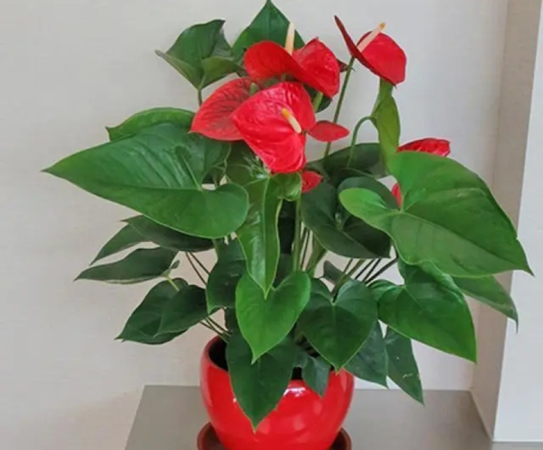 十种适合春节养的花,春节养什么花开花最好看