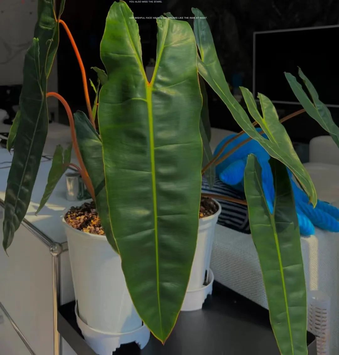 盘点24个常见蔓绿绒品种，叶色靓丽颜值高，总有一款撬动你的心！