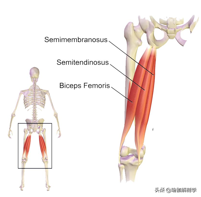 大腿肉松弛下垂练什么动作视频,大腿内侧拜拜肉松弛怎么收紧