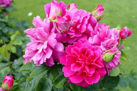 安妮公主月季优缺点,安妮公主月季耐热