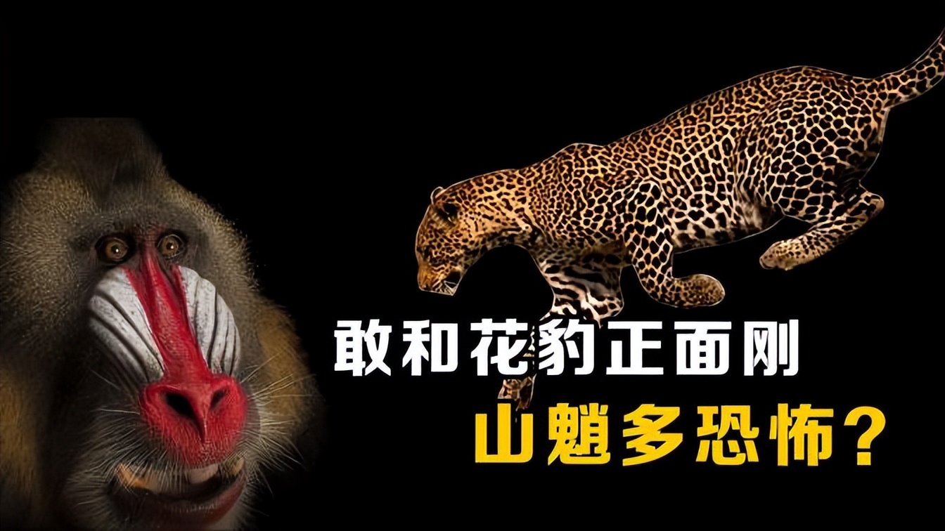 山魈是哪一类猴子,传说中的山魈到底是什么