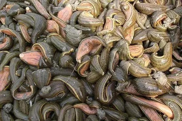 养殖水蛭一年能挣多少钱,致富经养水蛭赚500万