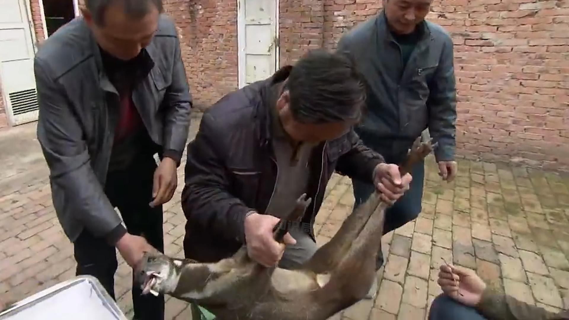 一克400元供不应求，麝香卖那么贵，为什么没几个人养殖？