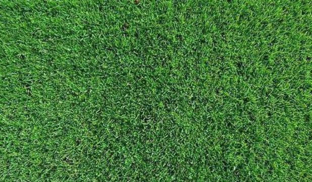 世界杯的草是真草还是假草,世界杯的草地是真的吗