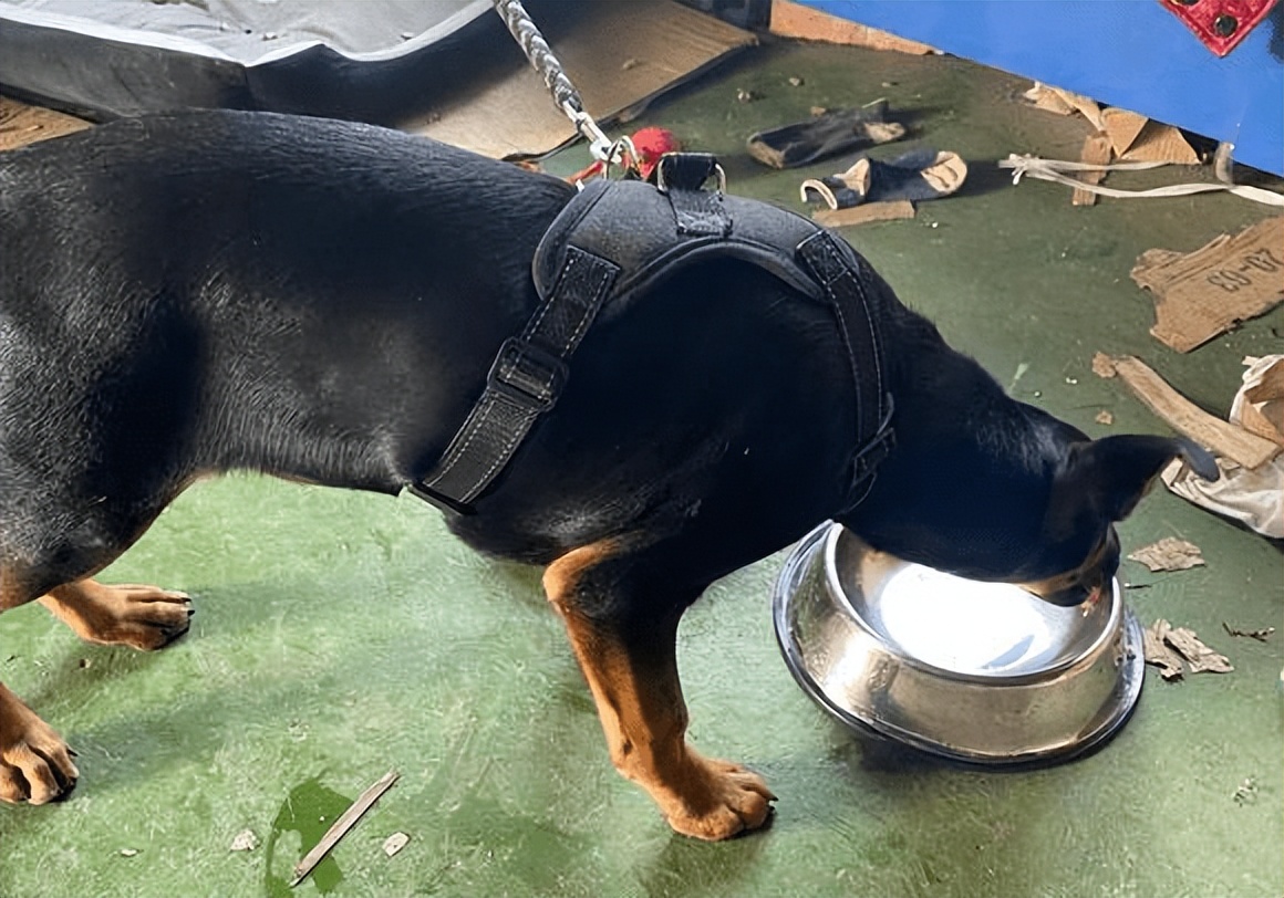 罗威纳认主有什么表现,罗威纳认主真实表现