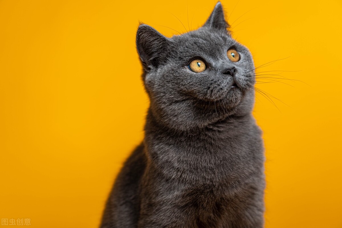 宠物托运美国需要准备哪些 (国外宠物托运回国怎么办理流程)