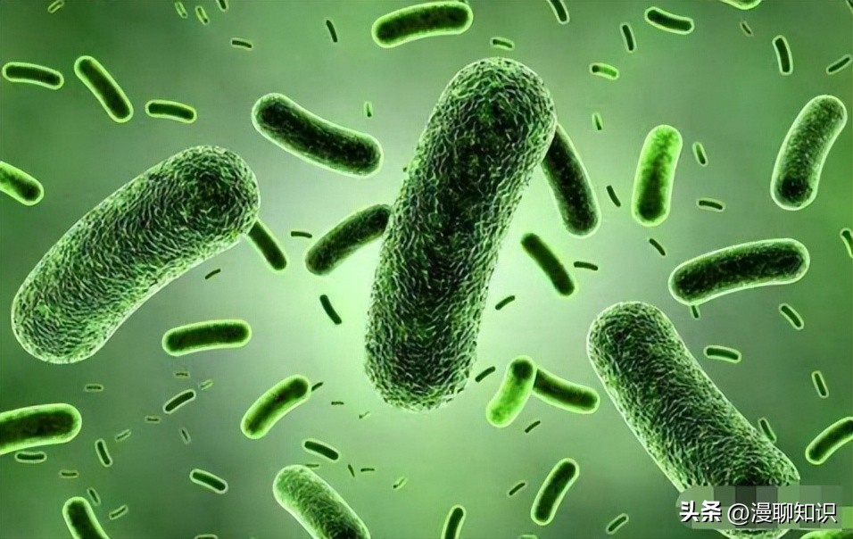 乳酸菌是一种还是一群细菌,乳酸菌是什么东西