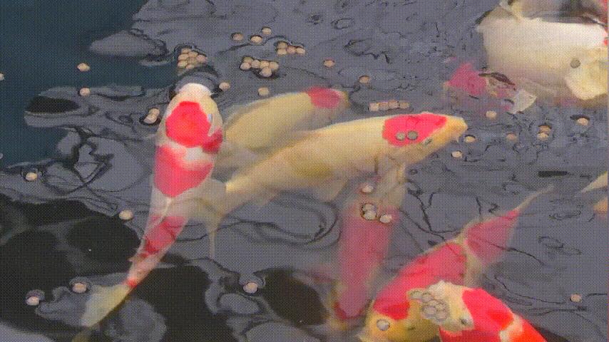 开眼界的鱼卖了7万元,开眼界的鱼叫什么鱼