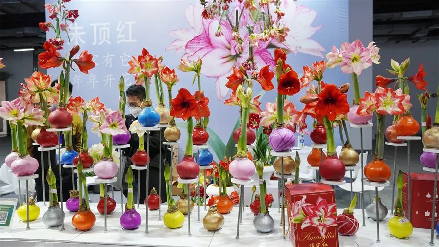 镇店之宝被抢购，“亚洲最美花展”上盆栽“吸睛”又“吸金”