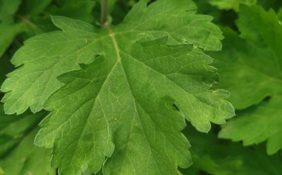 艾叶的功效作用百科,艾叶神奇功效