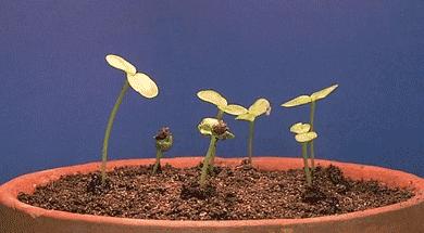 世界上有没有会跳舞的植物,这种植物竟然会跳舞