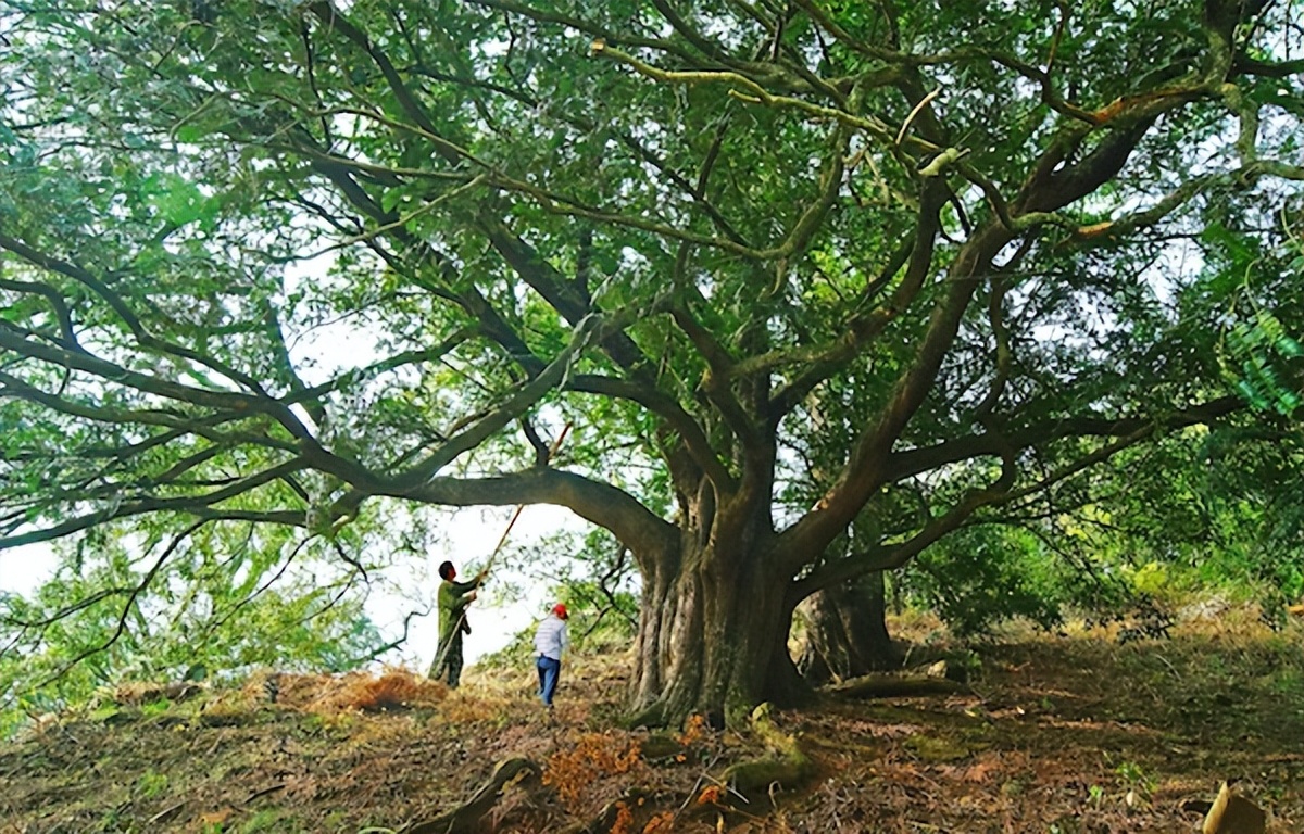 涓轰粈涔堝彨榛勫北榛戦┈,榛勫北榛戦┈涓轰粈涔堝彨榛戦┈