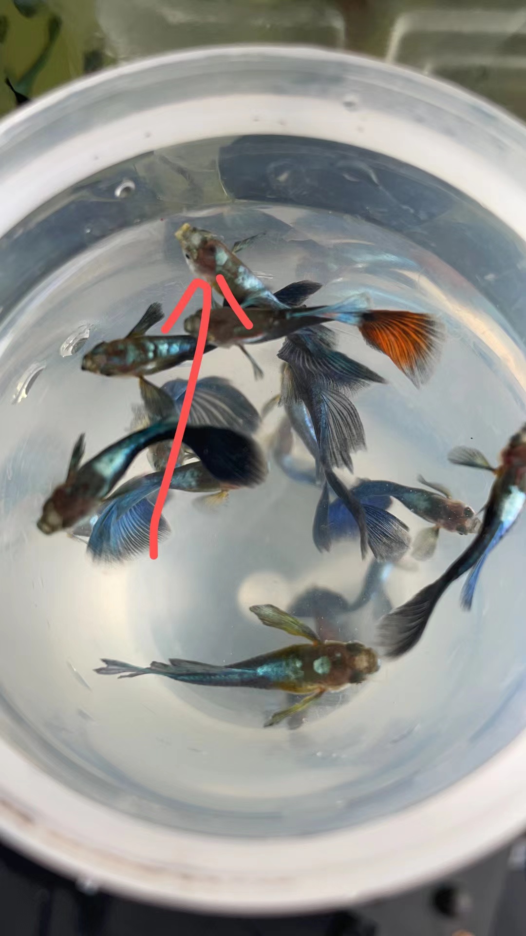 孔雀鱼白嘴是怎么回事,孔雀鱼的鱼病防治