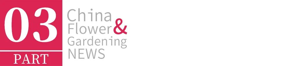 95后广东小伙痴迷睡莲育种,95后小伙痴迷睡莲育种