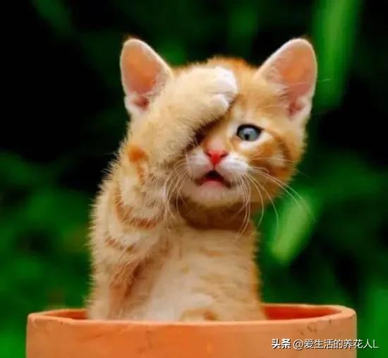 手绘呆萌可爱卡通小动物图片,可爱萌萌的小动物逗趣动图