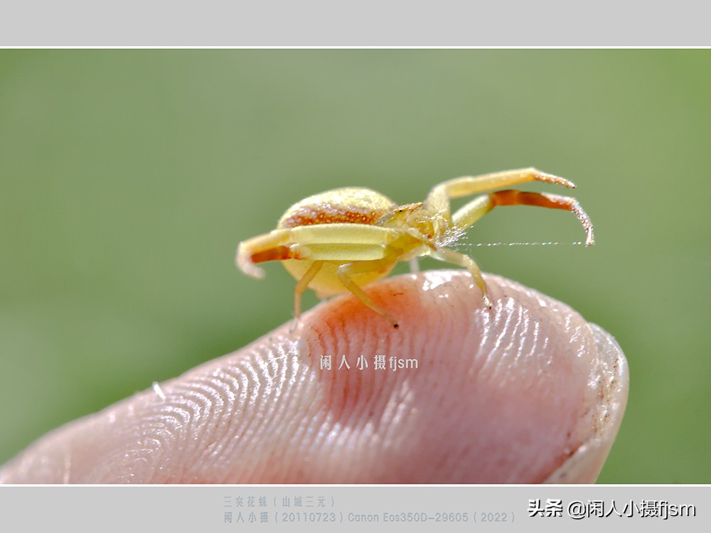 近距离拍摄昆虫小动物,常见昆虫微距摄影活动