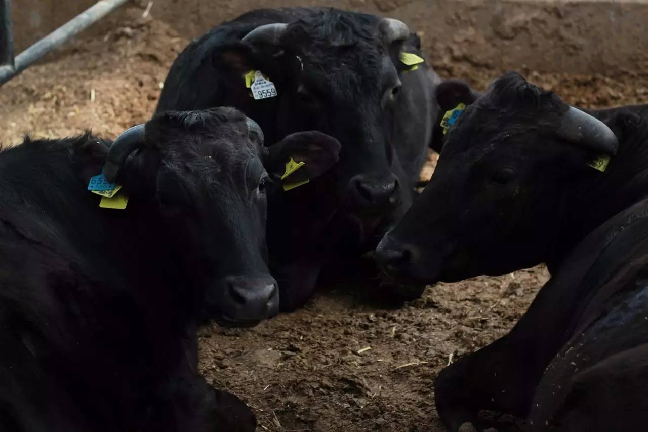 日本和牛的养殖和屠宰,日本和牛残忍养殖