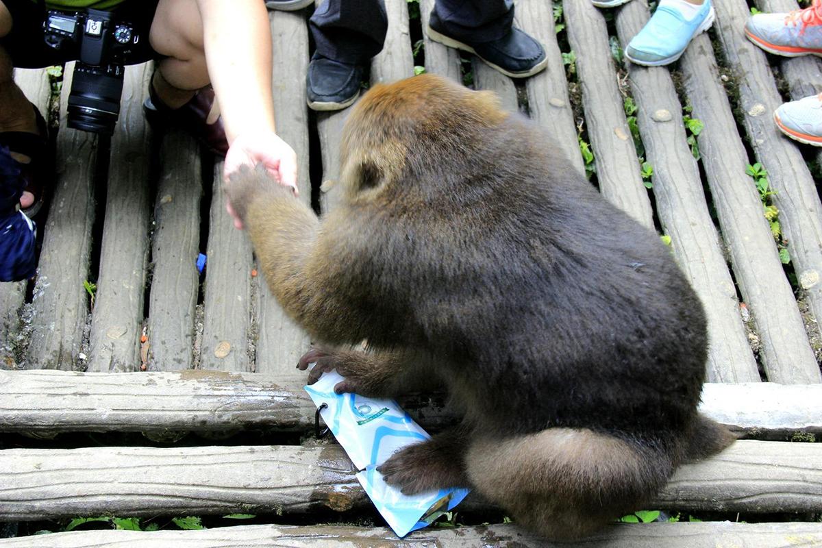 云南昭通发现金丝猴,野生金丝猴被人围观