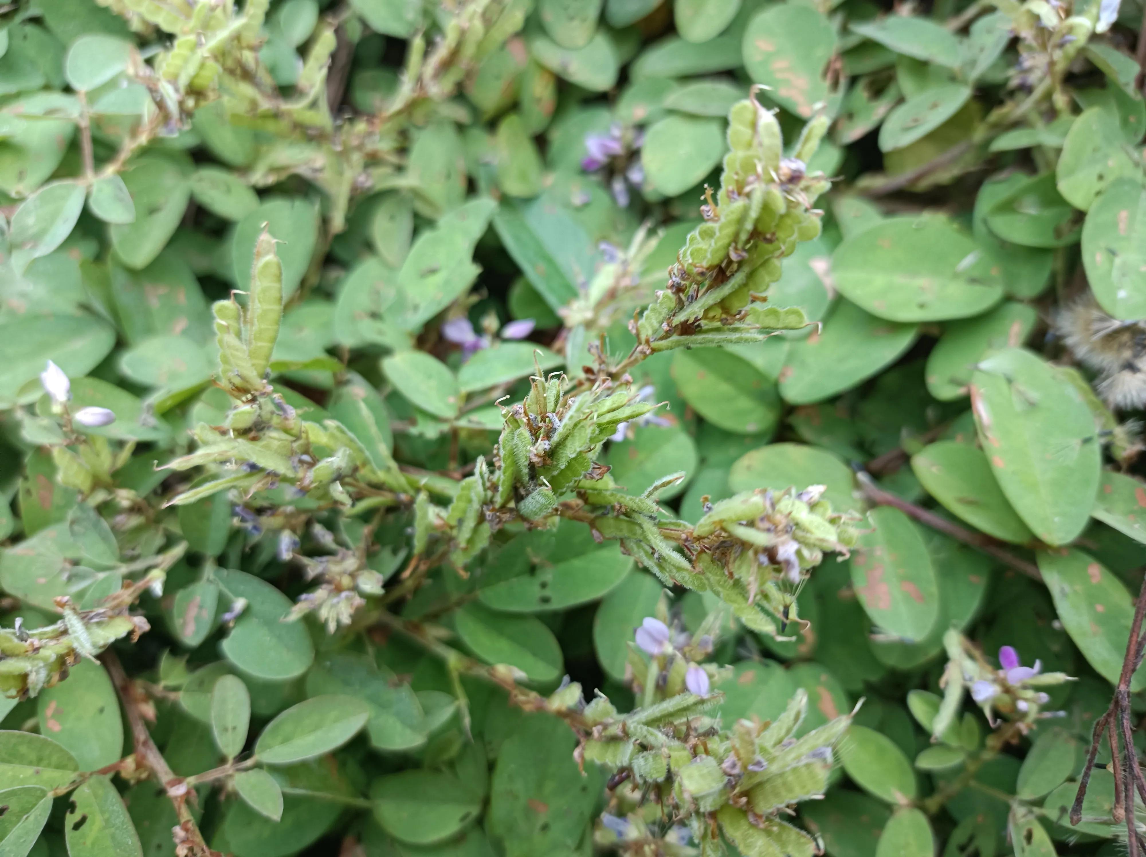 假地豆全草,假地豆有哪几种