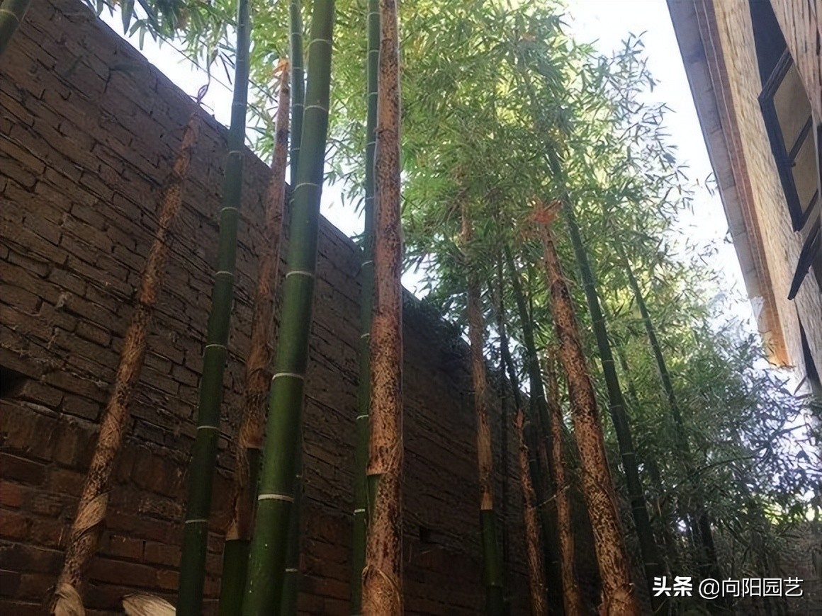庭院种植竹子禁忌有哪些,庭院种植竹子要注意什么