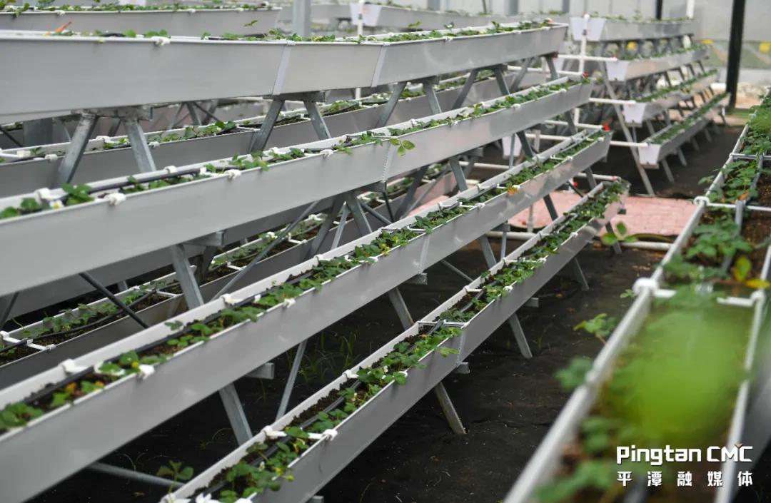 台农甜蜜蜜芒果,两岸农业合作成果丰硕