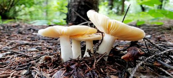 大连安波鸿缘温泉山庄,安波鸿缘温泉山庄